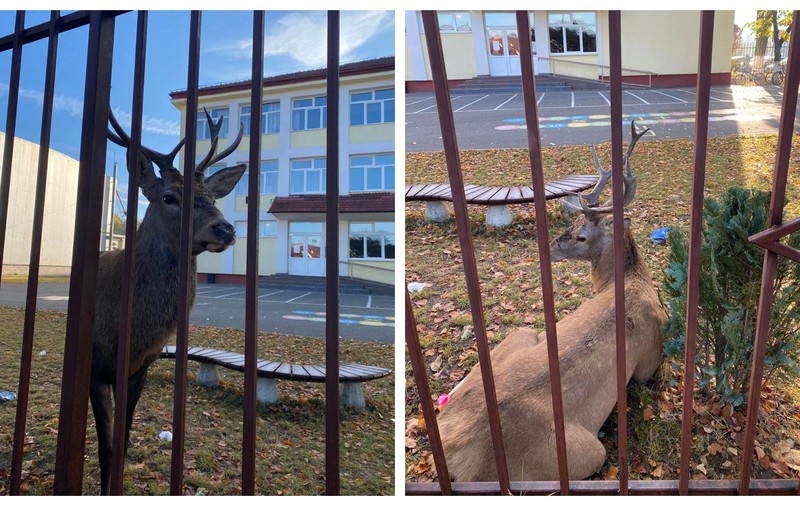Un cerb a intrat în curtea unei şcoli din Râşnov. Pădurarii au tranchilizat animalul și l-au eliberat în fondul forestier