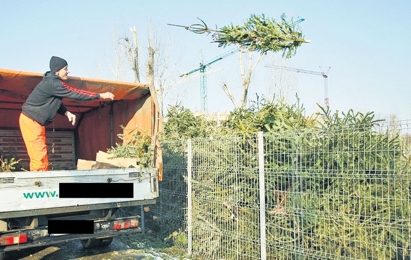 Cu o lună și jumătate înainte de Crăciun a început jefuirea pădurilor