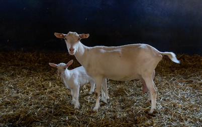 Ferma Bettine încearcă să obţină certificate de rasă pentru animalele ei