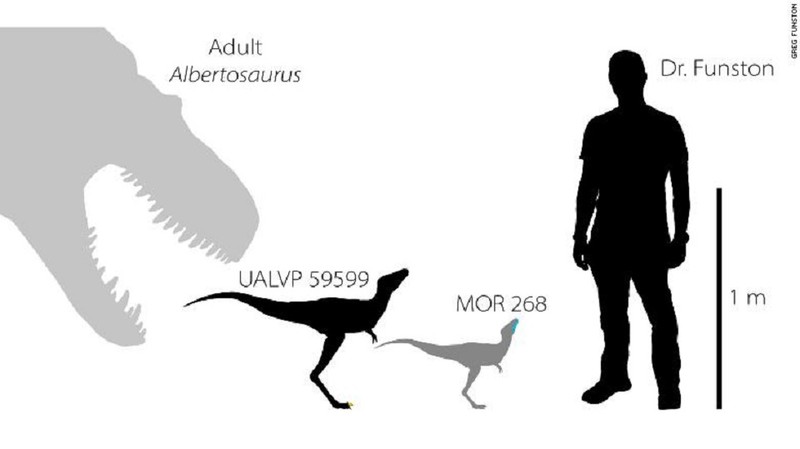 La maturitate, tiranosaurii ar fi atins aproximativ 10,6 de metri lungime. De la stânga la dreapta, un Albertsosaurus matur, un embrion Albertosaurus, și un embrion Daspletosaurus.