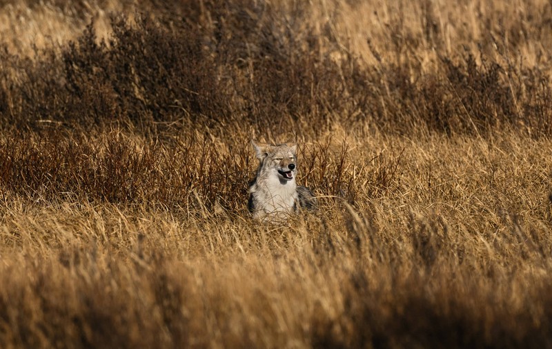 „Regina lupilor” din Yellowstone, ucisă de o haită rivală după ce a trăit 11 ani I VIDEO
