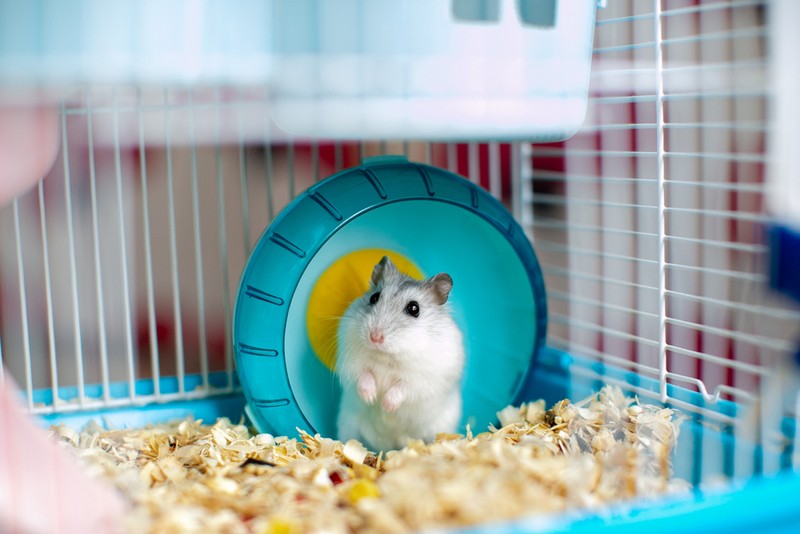 Animale de companie - hamster