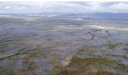Deșertul Atacama începe să înflorească din cauza fenomenului El Niño din Chile. Sursă foto: Getty Images