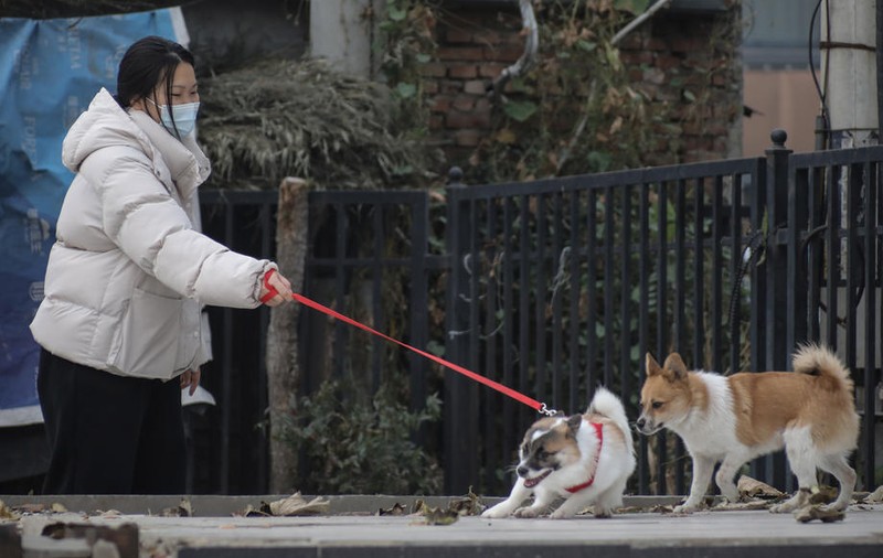 Revoltă în China după ce un câine a fost omorât cu ranga de lucrătorii sanitari, în timp ce stăpânii lui erau în carantină