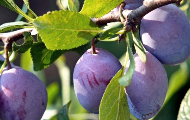 Dieta cu prune: Cum să slăbeşti cu o digestie de invidiat