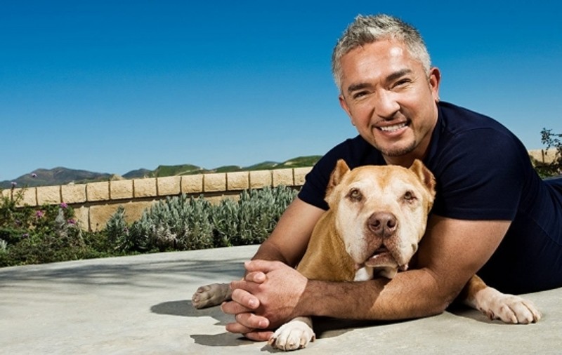 Este oficial! Dresorul de câini Cesar Millan nu va fi inculpat pentru cruzime față de animale