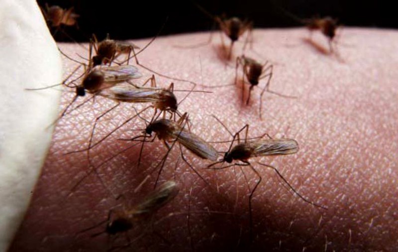 Șase oameni au murit din cauza virusului West Nile, în ultima săptămână