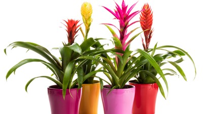 Vriesea- Bromelia- plantare si ingrijire