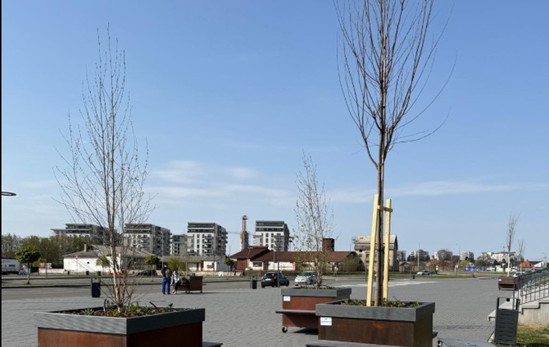 „Pădurea urbană mobilă” din Oradea: copaci pe roți de 2.600 de euro bucata
