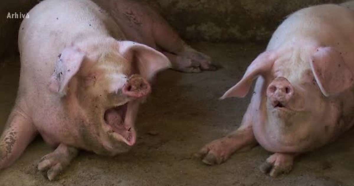Pesta porcină se extinde în județul Olt. 22 de porci au fost deja sacrificați