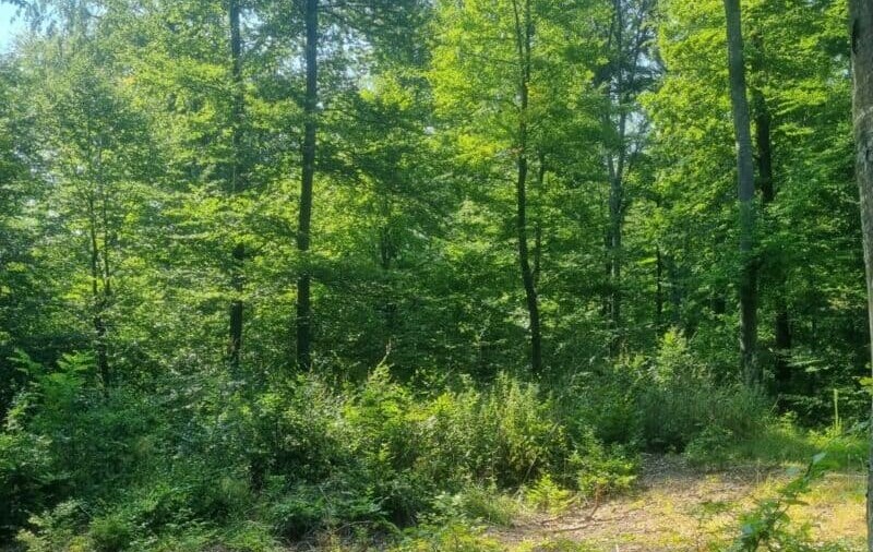 O femeie din Vâlcea a murit, după ce a fost lovită de creanga unui copac. Aceasta a mers la tăiat de lemne în pădure