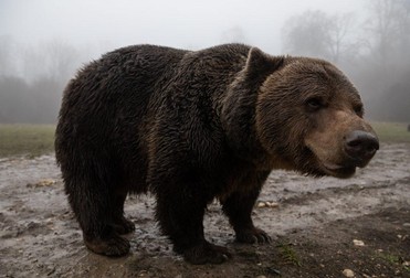 Urs în sanctuarul Libearty de la Zărnești. FOTO Vlad Chirea