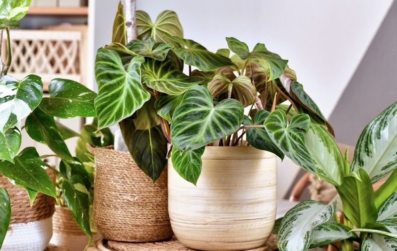 Philodendron (filodendron) - plantare, îngrijire, simbolistică și origine