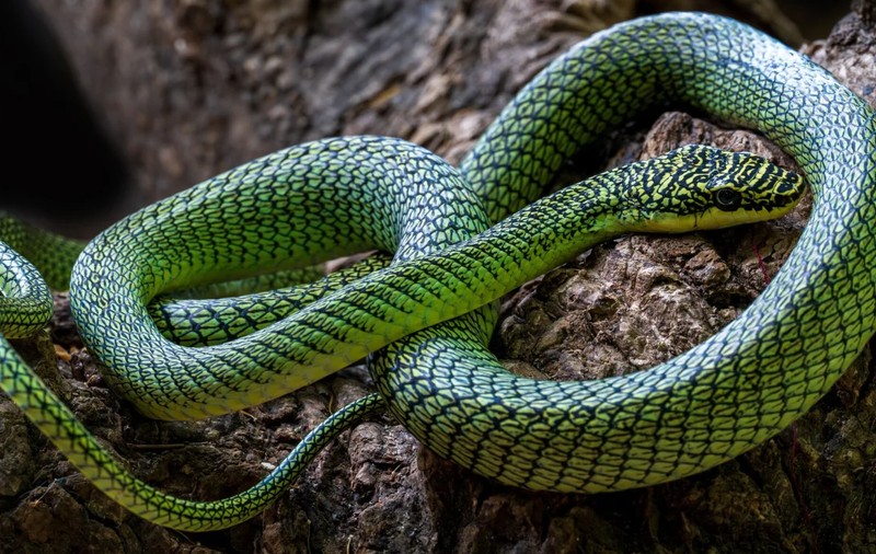 Noi specii descoperite în peșterile din Cambodgia, inclusiv șerpi zburători și gecko necunoscuți
