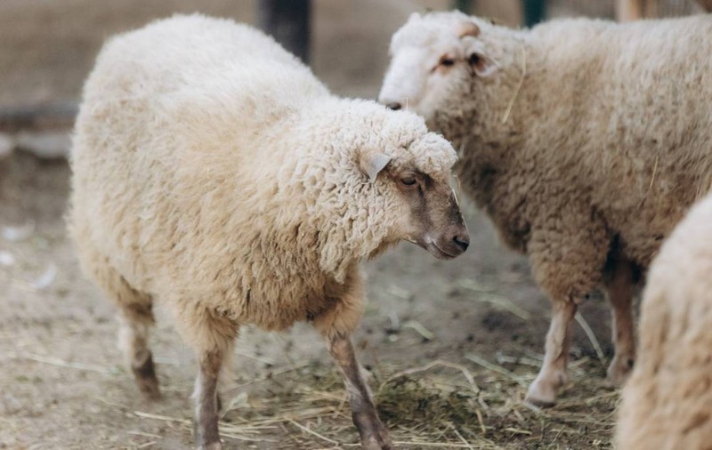 România, afectată de pestă porcină africană, rabie, variolă ovină și bluetongue