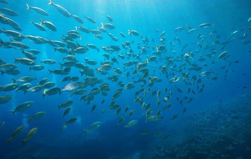 Încălzirea recentă și rapidă a oceanelor lumii, motiv de îngrijorare pentru oamenii de știință