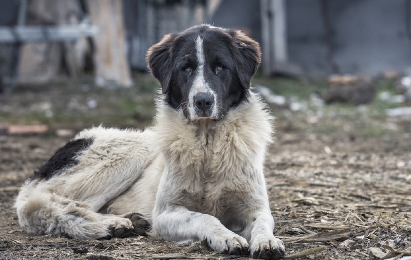 Ciobănescul Românesc de Bucovina – tot ce trebuie să știi despre această rasă