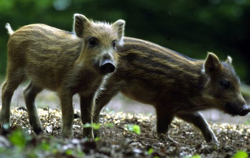 Ignoră gripa porcină şi aduc ofrande unor porci mistreţi