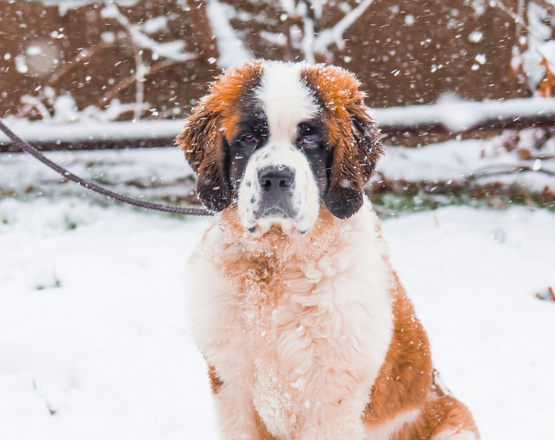 Saint Bernard - ce temperament și personalitate are cel mai iubit câine din lumea întreagă