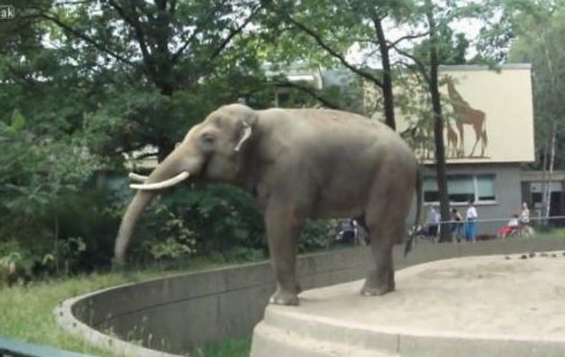 Un elefant a umplut de "noroc" un vizitator la Zoo! | VIDEO