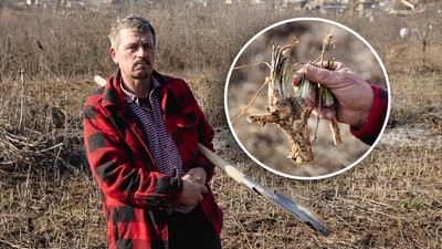 Razboiul hreanului cai-omorati-vaslui-s-70