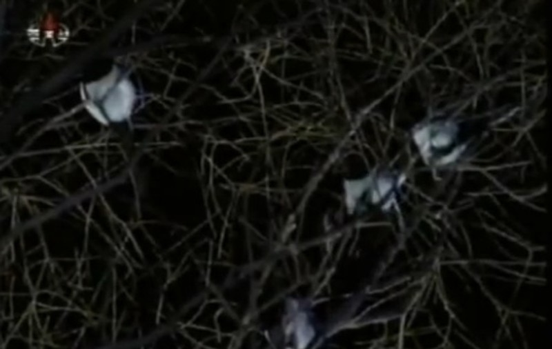 Kim Jong-il, plâns de natură. Vezi ce fenomen ciudat are loc în Coreea de Nord | VIDEO