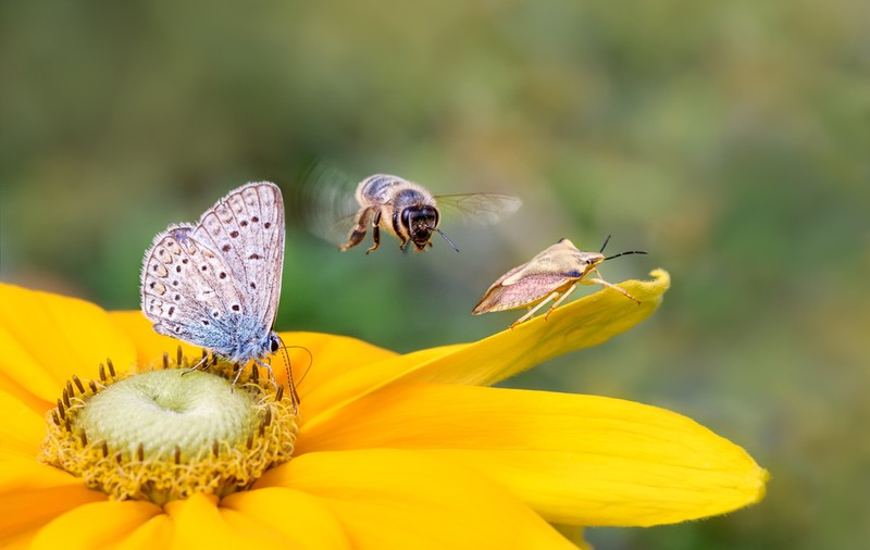 Curiozități despre insecte - lucruri surprinzătoare despre aceste mici creaturi