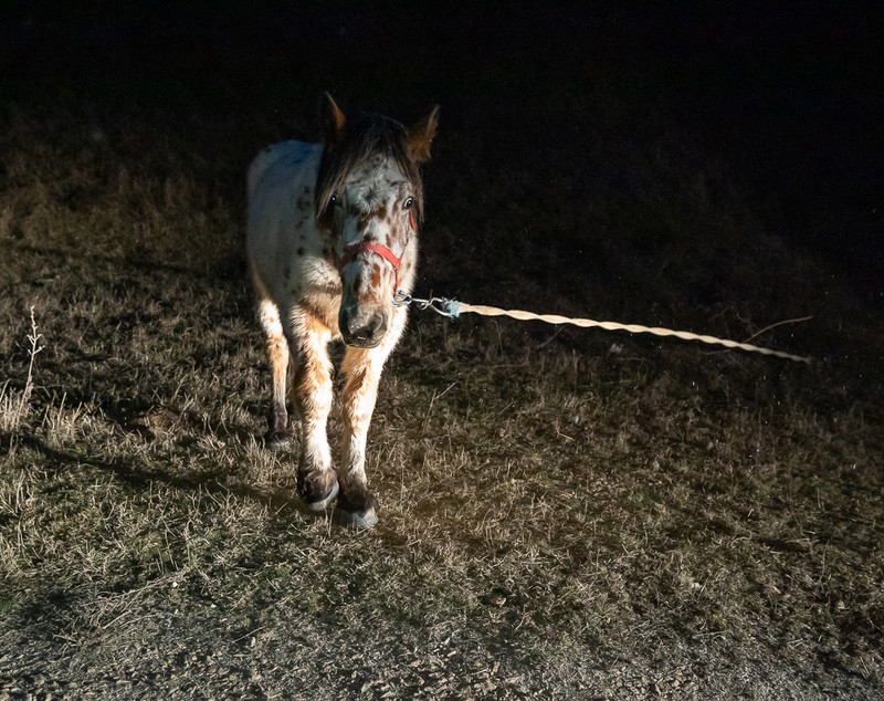 REPORTAJ. Pe malurile Lacului Techirghiol, procurorul Țucă și-a priponit iar caii: „30 de ani de acum încolo îi vom ține, numai de-al dracului”