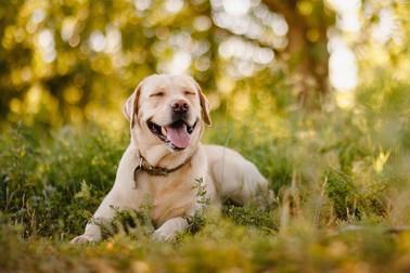 Câini de rasă - Labrador Retriever