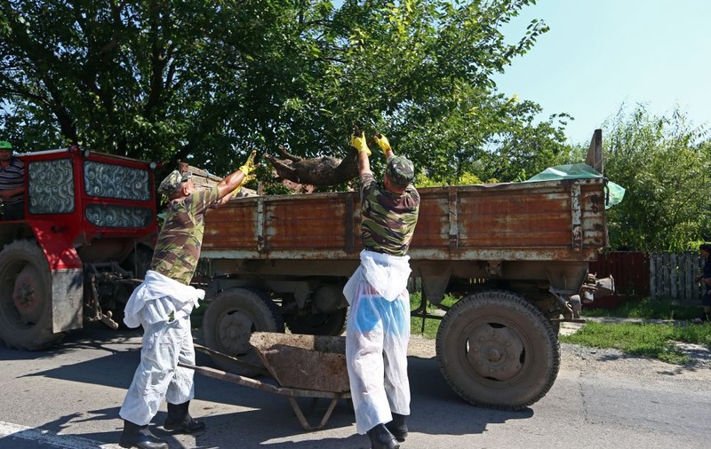 Se cere activarea mecanismului european de protecţie civilă, pentru pesta porcină; Apelul unui eurodeputat către premierul Dăncilă