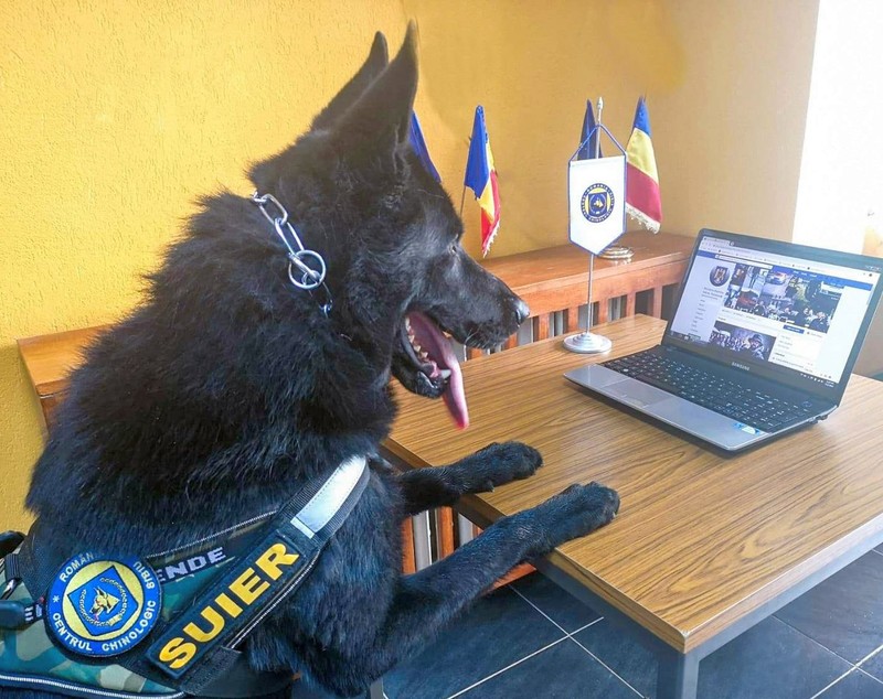 Șuier, cel mai cunoscut câine din Poliția Română, a ieșit la „pensie”. Câți ani are
