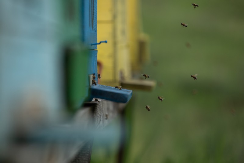 Lucrătoarele care fac mica întreprindere a lui Mihai să funcţioneze