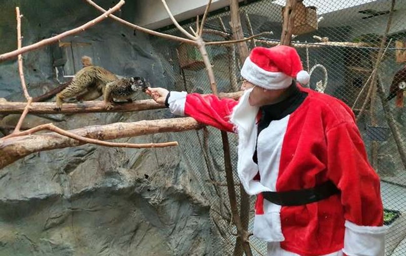 Moș Crăciun a hrănit animalele de la Zoo Oradea, însoțit de un simpatic ponei. „Crăciunul animalelor e o tradiție”