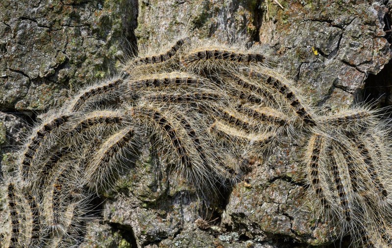 Alertă de proporții în Germania din cauza unei insecte minuscule: școli și parcuri închise de urgență