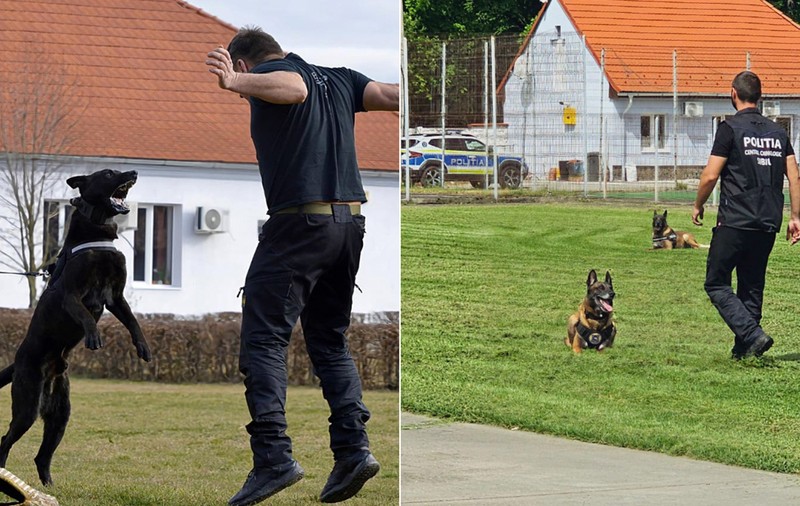 Locuitori din Sibiu cer închiderea centrului care dresează câini pentru Poliție, Jandarmerie, SRI și SPP. Proces pentru zgomotul produs noaptea de animale