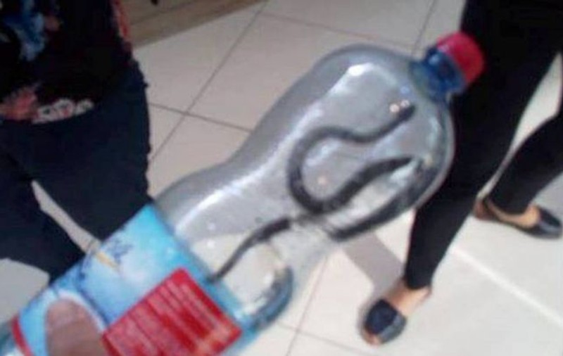 Un șarpe a fost prins în mall-ul din Târgu Jiu!
