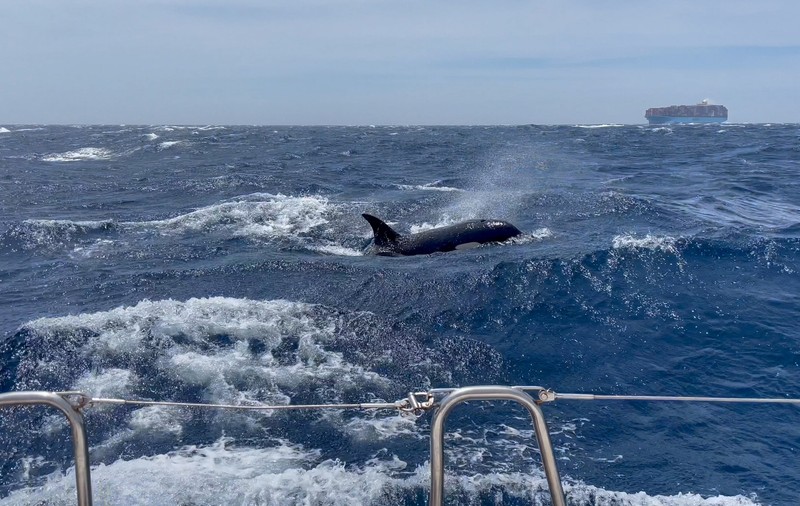 Ambarcațiune grav avariată de o balenă ucigașă în largul coastelor Spaniei. Atacurile s-au intensificat în ultima perioadă