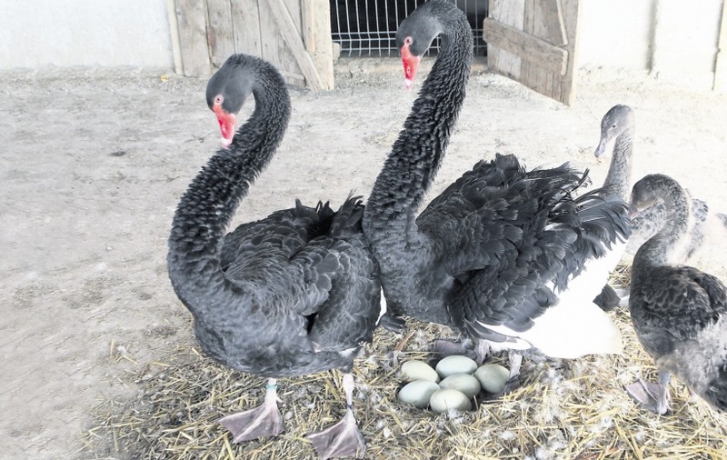 Lebedele negre au făcut puişori