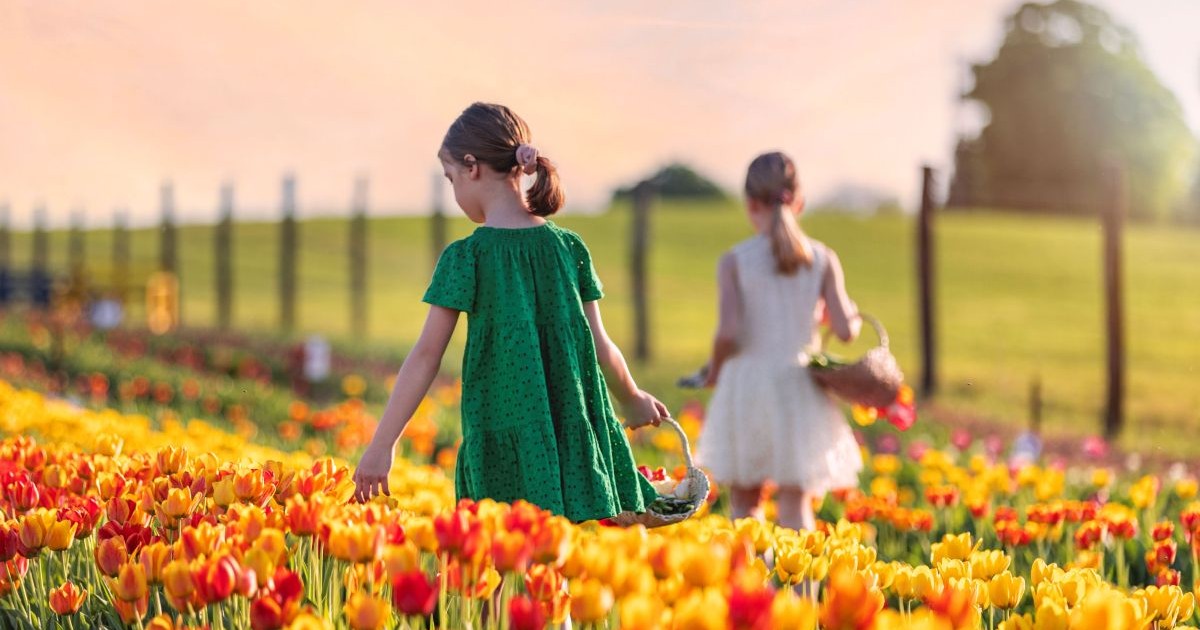 Câmp de lalele din Ungaria | Foto: TulipGarden Hungary