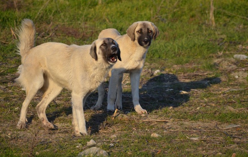 Tânăr de 21 de ani, sfâșiat de câinii de la o stână din Munții Făgăraș. Avertismentul cabanierilor pentru turiști