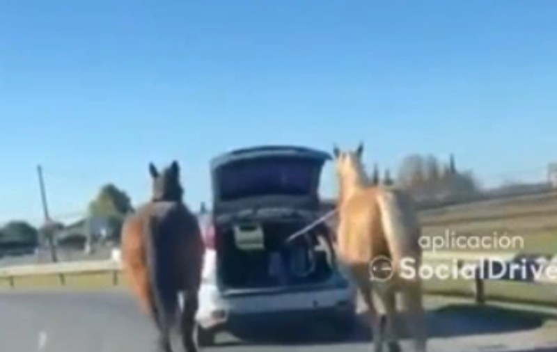 Șofer filmat circulând cu doi cai legați de mașină, în Spania. Ce amendă a primit