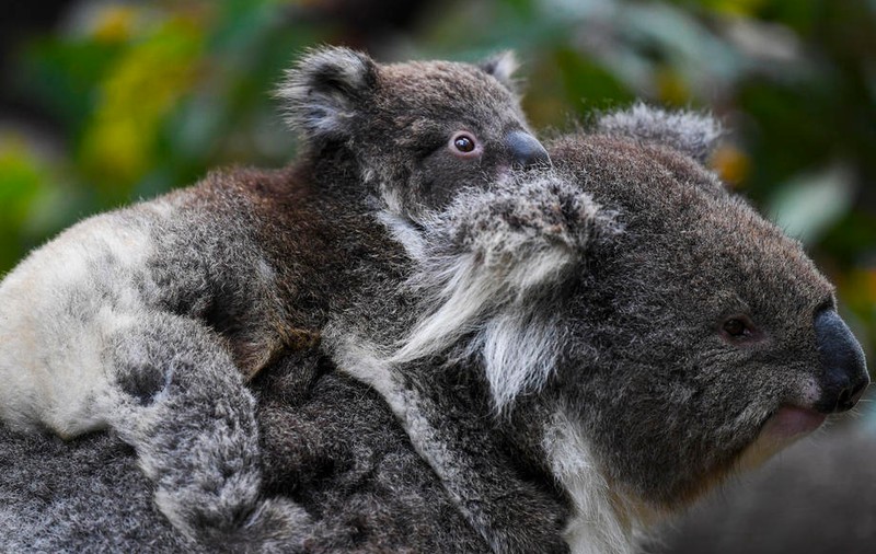 Australia se angajează să nu mai piardă nicio specie pe cale de dispariție, cu un plan de protecție a 30% din suprafața continentului