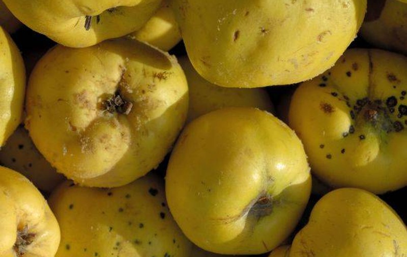 GHIDUL plantelor medicinale