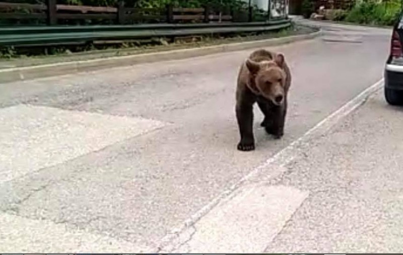 Un urs a atacat animalele dintr-o gospodărie din Neamț. Oamenii au recurs la pușcă ca să scape de el