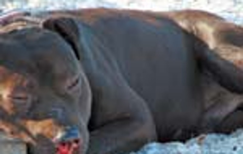 Pitbull dresat sa fie hot