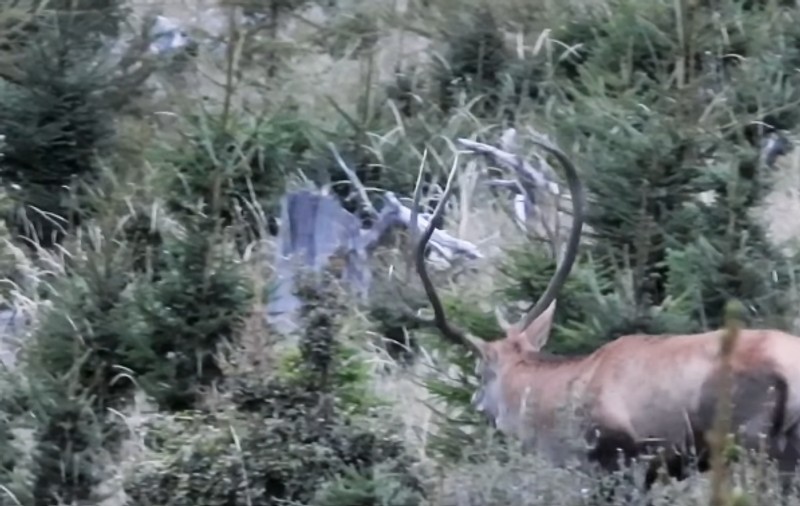 Imagini spectaculoase cu lupta dintre doi cerbi în perioada boncănitului VIDEO