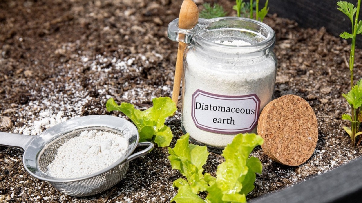 Ce este pământul de diatomee și cum se utilizează - Imagine cu un borcan şi o sită cu pământ de diatomeee, folosite într-o grădină pentru combaterea insectelor dăunătoare.