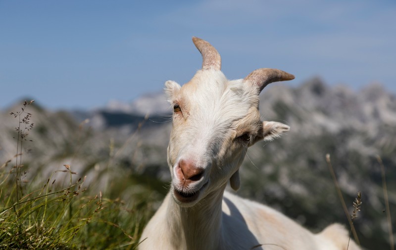 „Adoptă o capră”. Soluția găsită de o insulă italiană invadată de capre sălbatice