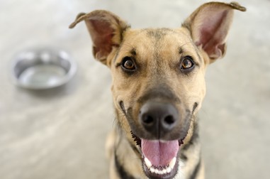 Dog German