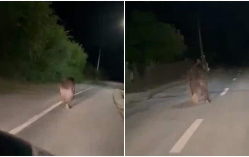 Urs de mari dimensiuni filmat în timp ce aleargă pe străzile unei localități din Alba - VIDEO